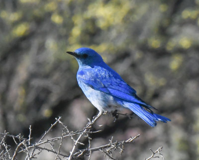 Mountain Bluebird