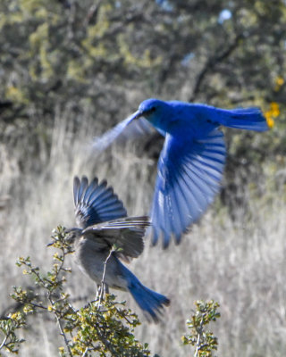 Mountain Bluebird