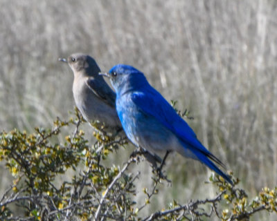 Mountain Bluebird