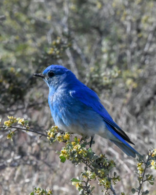 Mountain Bluebird