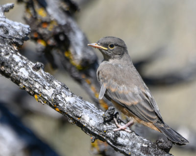 Say's Phoebe