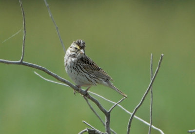 Grasshopper Sparrow
