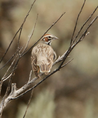 Lark Sparrow