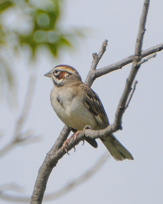 Lark Sparrow