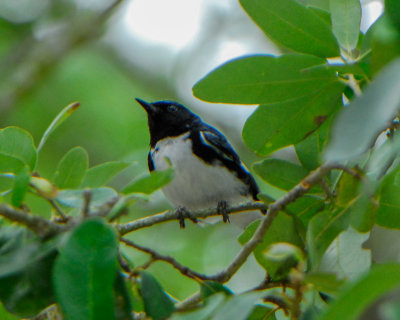 Black-throated Blue Warbler