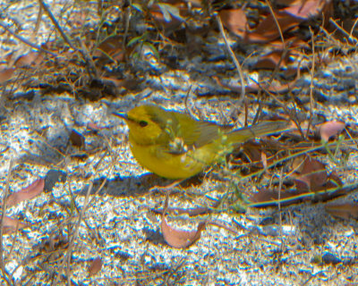 Hooded Warbler