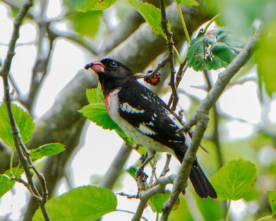 Rose-breasted Grosbeak