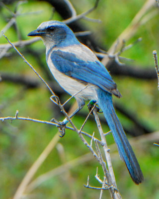 Florida Scrub Jay