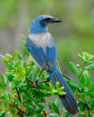 Florida Scrub Jay