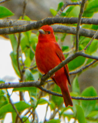 Summer Tanager