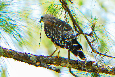 Red-shouldered Hawk
