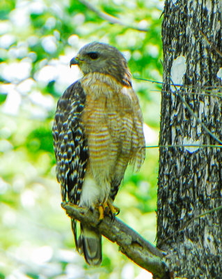 Red-shouldered Hawk
