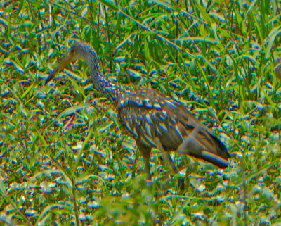 LImpkin