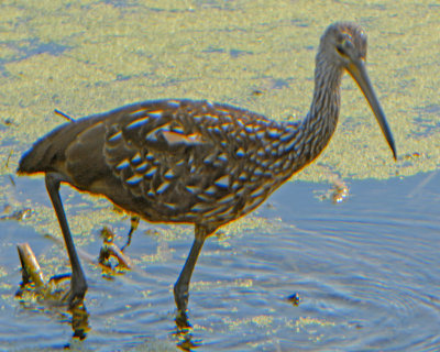 LImpkin