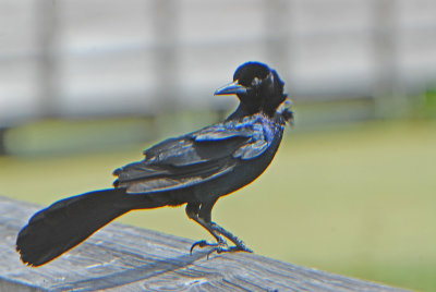 Boat-tailed Grackle