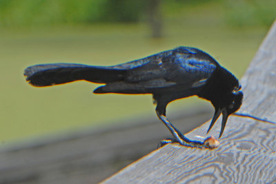 Boat-tailed Grackle