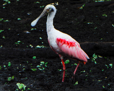 Roseate Spoonbill