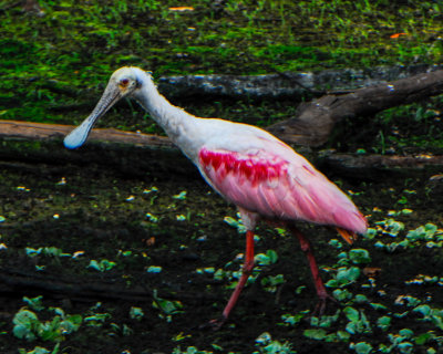 Roseate Spoonbill
