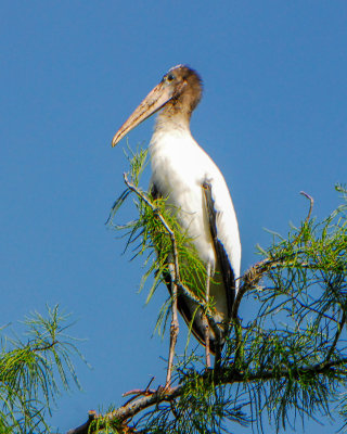 Wood Stork