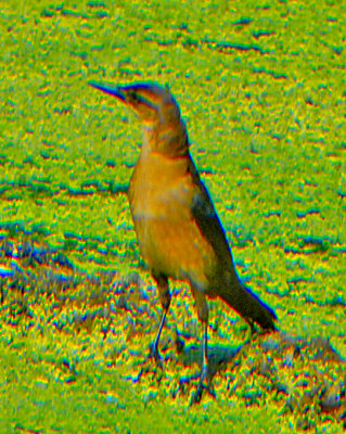 Boat-tailed Grackle