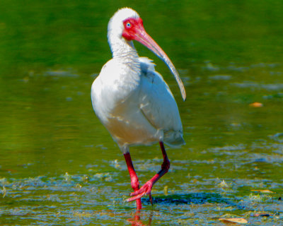 White Ibis