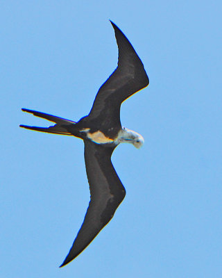Magnificent Frigatebird