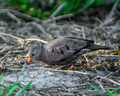 Common Ground Dove