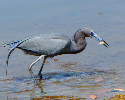 Little Blue Heron