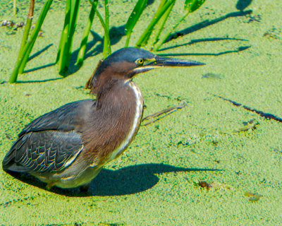 Green Heron