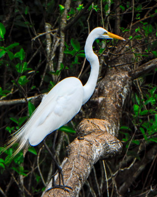 Great Egret