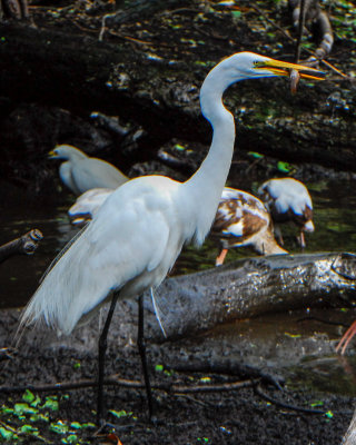 Great Egret