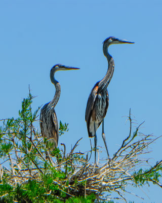 Great Blue Heron