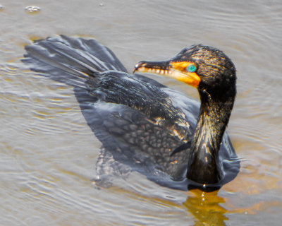 Double--crested Cormorant