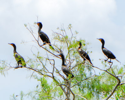 Double--crested Cormorants