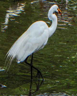 Great Egret