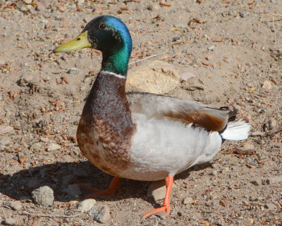 Mallard