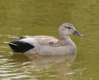 Gadwall