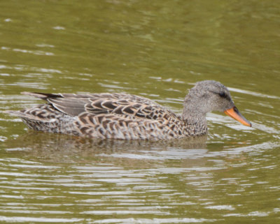 Gadwall