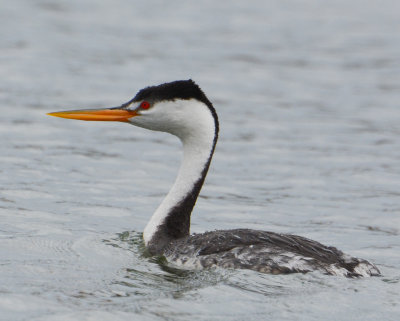 Grebes