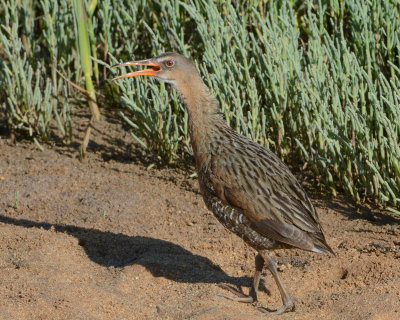 Ridgway's Rail