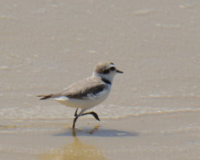 Snowy Plover