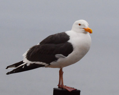 Western Gull 