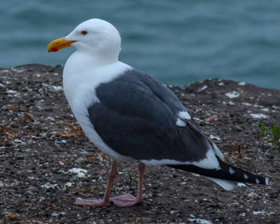 Western Gull