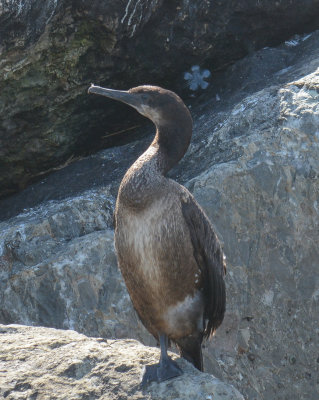 Brandt's Cormorant