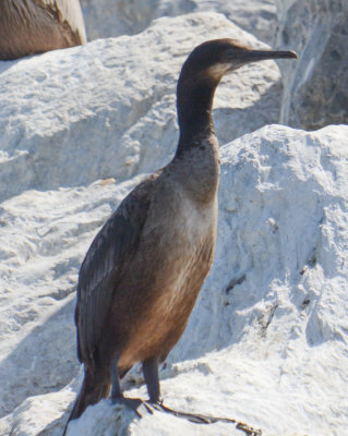Brandt's Cormorant