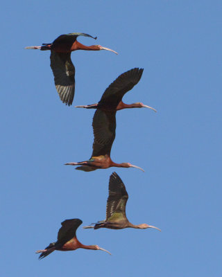 White-faced Ibis