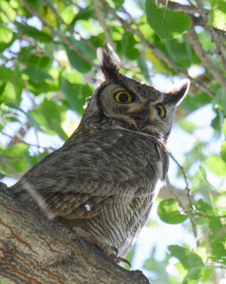 Great Horned Owl