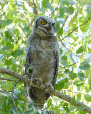 Great Horned Owl