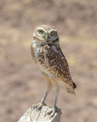 Burrowing Owl