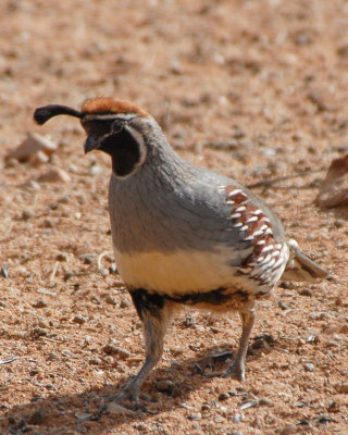 Gambel's Quail